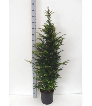 Taxus Baccata in pot (125-150cm)