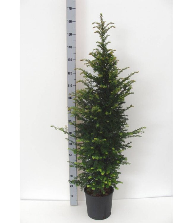 Taxus Baccata in pot (125-150cm)