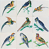 Tiles with parrots 1-9