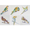 Tegels spijkervogels 7-12