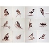 Tiles with birds in sepia B 1-14