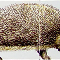 Frisiantiles Tile panel with Hedgehog