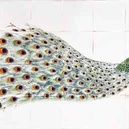 Frisiantiles Tegeltableau met Pauw