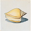 Fliesen Muscheln in Farbe