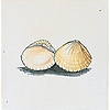 Fliesen Muscheln in Farbe