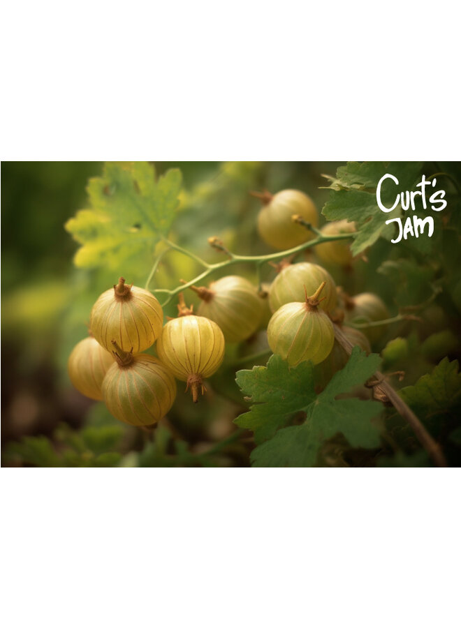 Confiture artisanale à la groseille verte – une touche acidulée, fruitée et équilibrée. Délicieuse avec du pain ou du fromage doux.