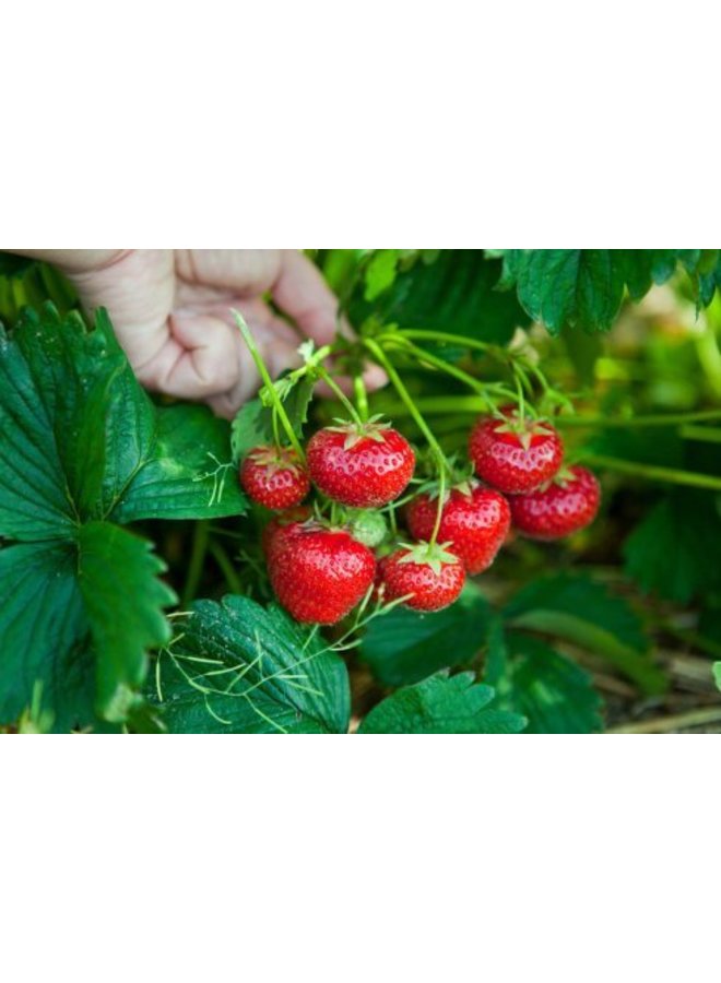 Smeuïge confituur van volle aardbeien. Handgemaakt, fruitig en met minder suiker bereid.