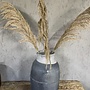 Droogbloemen Pampas naturel XL