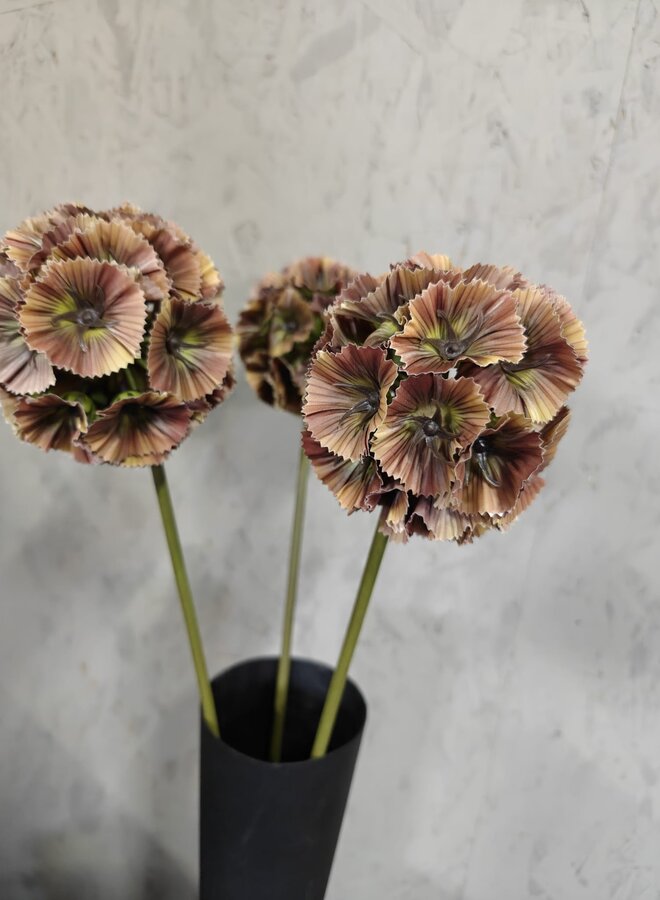 Zijden bloem Scabiosa Dark Brown 70cm - Brynxz