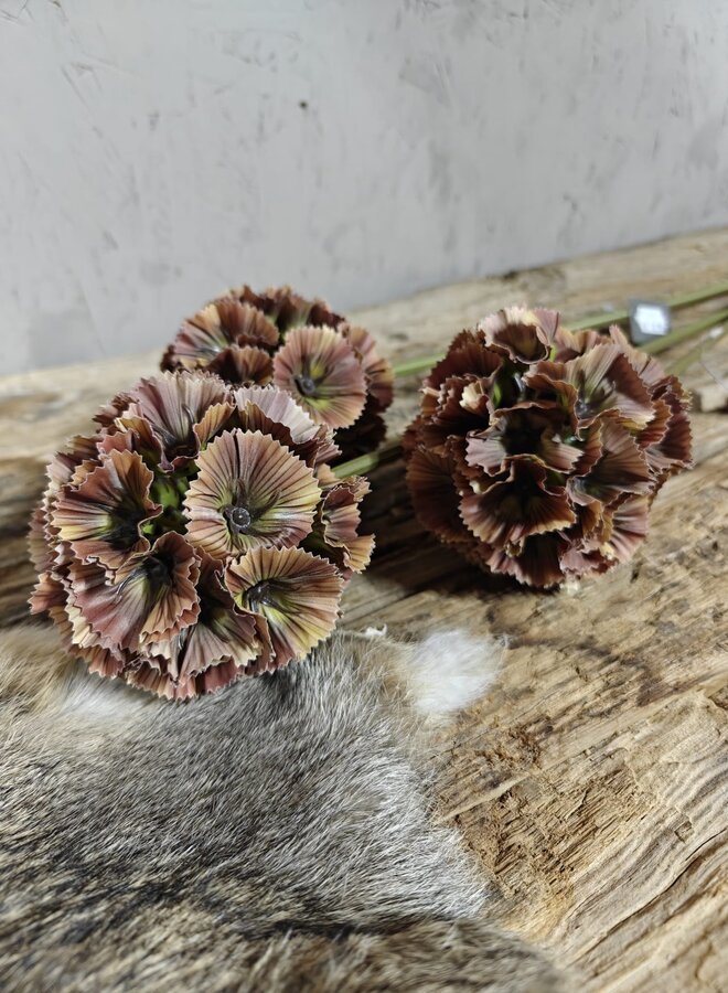 Zijden bloem Scabiosa Dark Brown 70cm - Brynxz