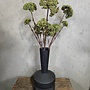 Zijden bloem Sedum Spray Green 85cm - Brynxz