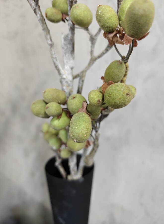 Zijden bloem Alnus Grande Ant. Green 92cm - Brynxz