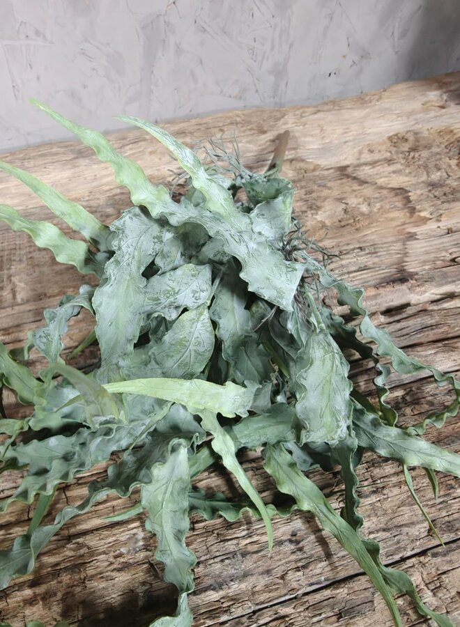 Eucalyptus Bush Carved 35cm – Brynxz