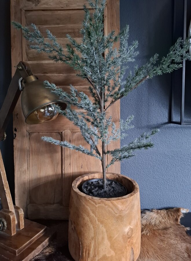 Tree Ceder Grey 80 cm