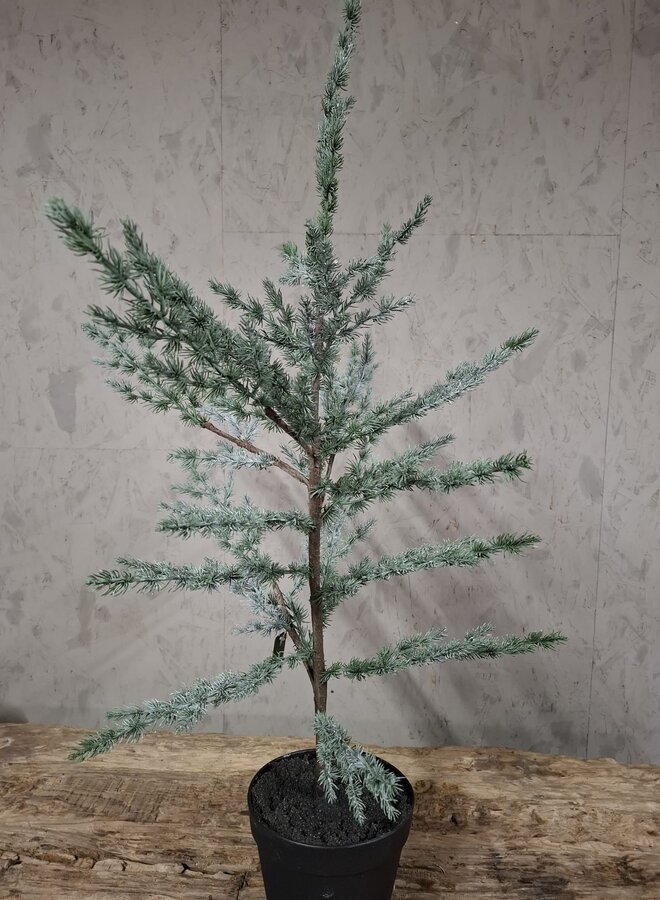 Tree Ceder Grey 80 cm