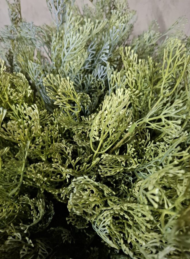 Dillweed Bush Deluxe 56cm – Brynxz