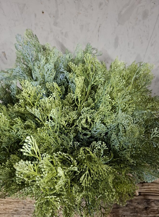 Dillweed Bush Deluxe 56cm – Brynxz