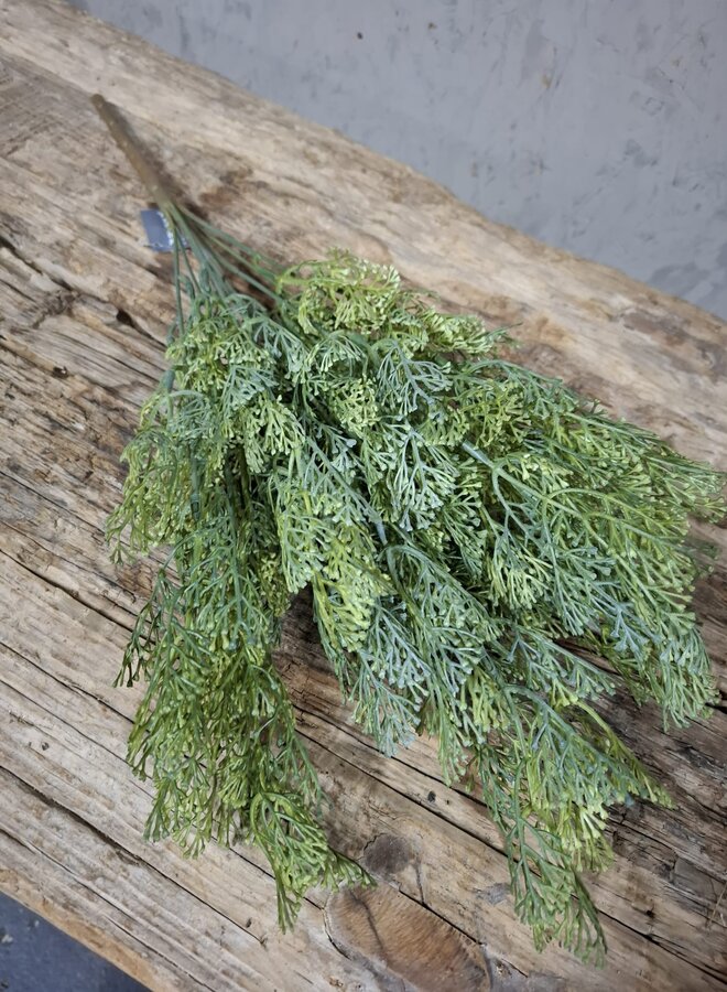 Dillweed Bush Deluxe 56cm – Brynxz