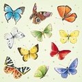 Minikaartje - Vlinders