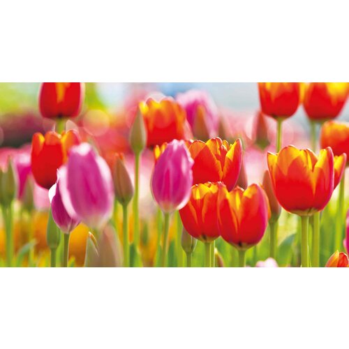 Tulpen