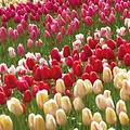 Tulpen