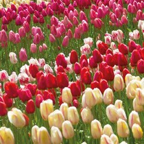 Tulpen