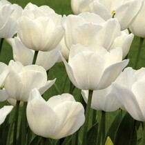 Witte tulpen