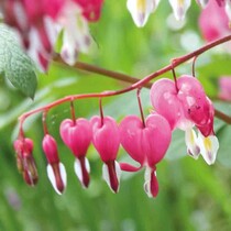 Roze dicentra