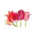 Blanco roze bloemen Bloemenkaart
