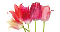 Blanco roze bloemen Bloemenkaart