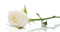Blanco witte roos Condoleancekaart
