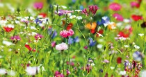 Blanco wilde bloemen Bloemenkaart