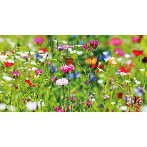 Blanco wilde bloemen Bloemenkaart