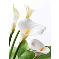 Blanco Cala bloem Condoleancekaart