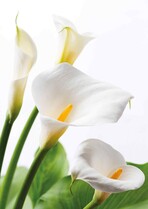 Blanco Cala bloem Condoleancekaart