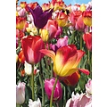 Blanco tulpen Bloemenkaart