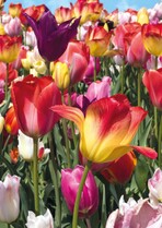 Blanco tulpen Bloemenkaart