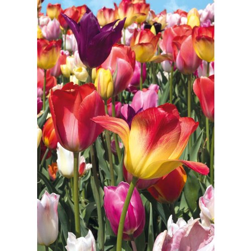 Blanco tulpen Bloemenkaart