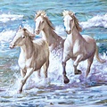 Blanco paarden in zee kunst Blancokaart