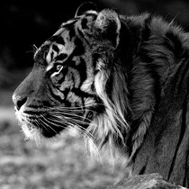 Tijger