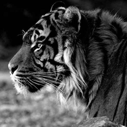 Tijger