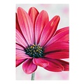 Roze bloem Blancokaart