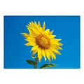 Zonnebloem Blancokaart