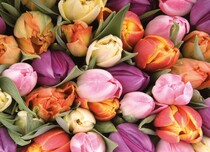Tulpen