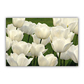 Tulpen