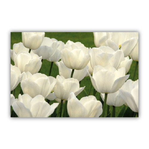 Tulpen