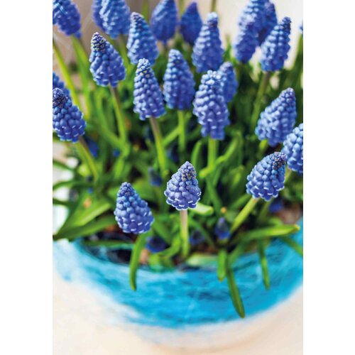 Bloemen