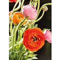 Bloemen