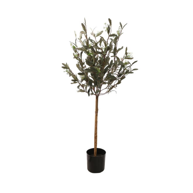 Olive tree | 90 cm