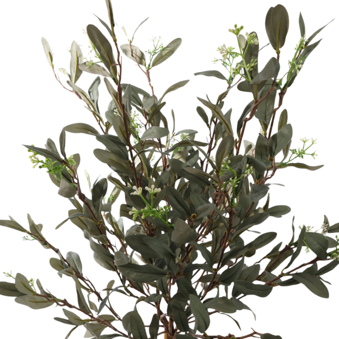 Olive tree | 90 cm